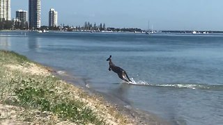 Wild Kangaroo Caught Going For Swim In The Ocean