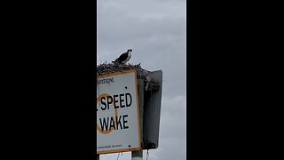 Kayaking to Dickman’s Point with Osprey 4K