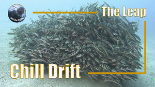 Chill Drift | Scuba Diving at The Leap | Oct 2021