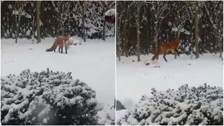 Adorable fox plays with toy in the snow