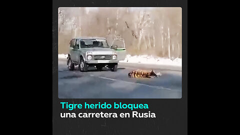 Tigre siberiano herido bloquea una carretera rusa