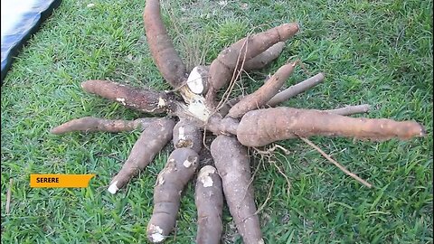 Farmers in Serere district in tears as cassava brown streak disease devastate their farms