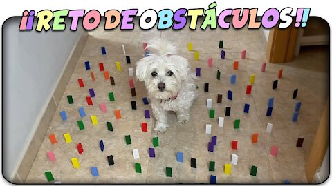 DOG🐶 vs HUMAN🧑🏻‍🦱! COLORED Obstacles CHALLENGE!