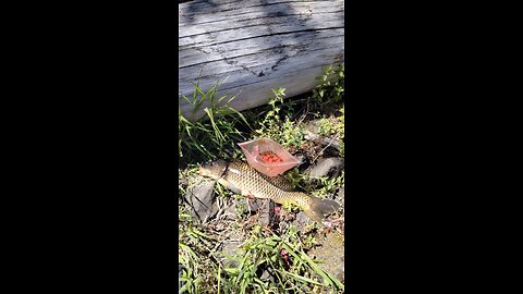 Carp on pack bait