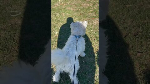 Westie Dog needs to decide: Horse Riding or Tennis #funny #dogs #horse #westie #shortvideo
