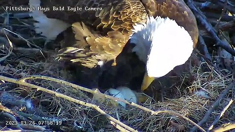 Hays Eagles Egg Pip Progress 3.26.23 7:58AM