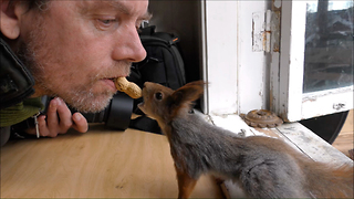 Photographer feed a peanut to a wild red squirrel out of the mouth