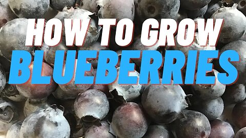 Grow Blueberries in pots the easy way!