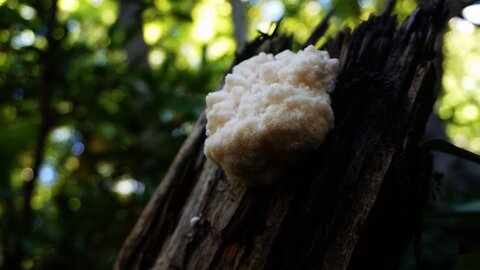 Lion's mane mushroom foraging. Mushroom identification and brain benefits. #shorts