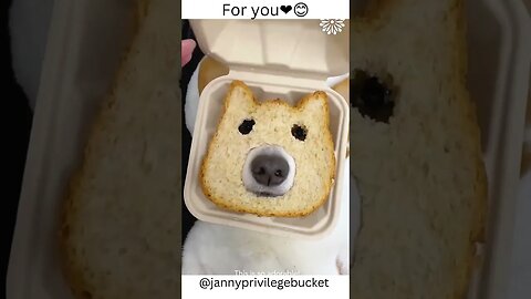 cute animals shorts😍😋 #cuteanimals #babydog #babypuppy #asmr #dogsoftiktok #fypシ #fypシ゚viral #fyp