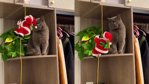 Cats see the reaction of Santa Claus