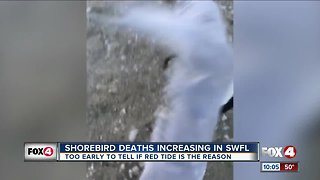 Dozens of shore birds dying along Collier coastline
