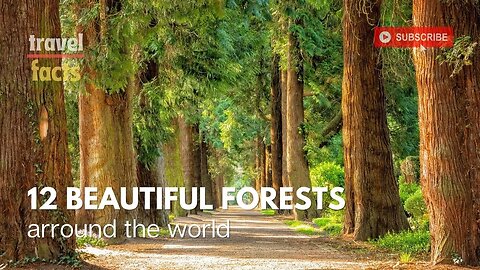 12 Most Beautiful Forests arround the world | Top rated Forests | Travel video