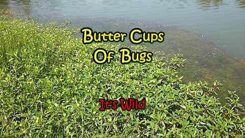 Butter Cups Of Bugs