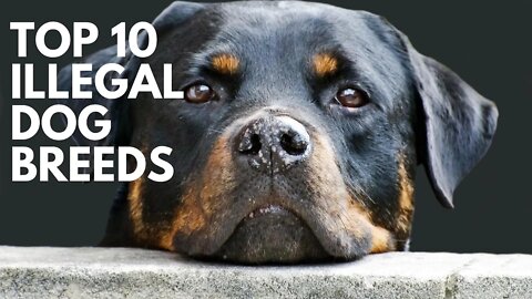 The most banned dog breeds in the world | It is Illegal to own any of these dog breeds