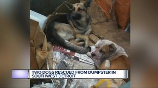 Two dogs rescued from dumpster in southwest Detroit