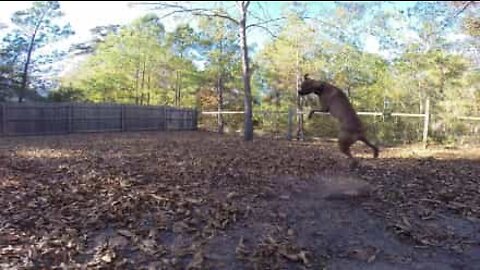 This dog failed spectacularly trying to catch a ball!