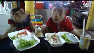 Scimmie vanno a cena come se fossero umani