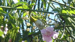 Tiny Bird in my Garden