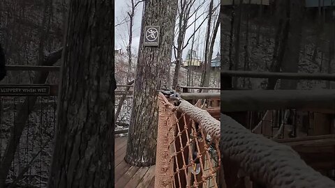 Ultimate Tree Bridges! - Part 2