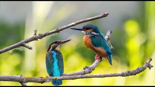 Beautiful Singing Birds with Relaxing Music | Sleeping and relaxing | Best calm music