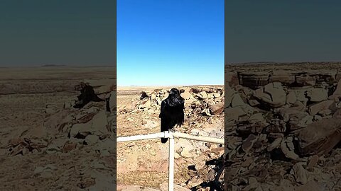 Conversation with Raven at PETRIFIED FOREST - Painted Desert Arizona with Jeep Cherokee XJ Adventure