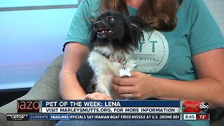 Pet of the week: Meet Lena