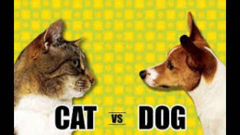 cat vs dog videos funny