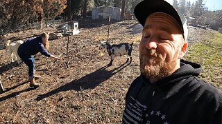 Beautiful Day For Trimming Goat Hooves