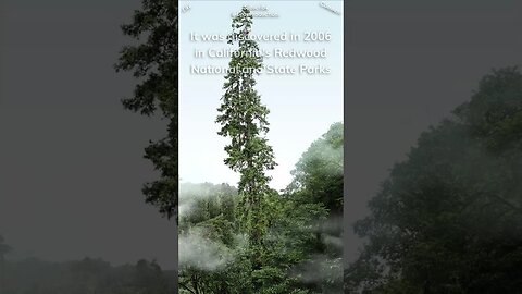 The tallest tree ever
