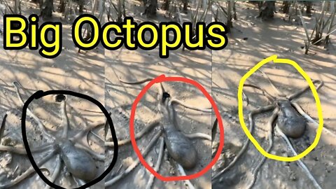 big Octopus 🐙 is in a small hole||oho my god|must watch#Gigox #thedodo#animal #octopus