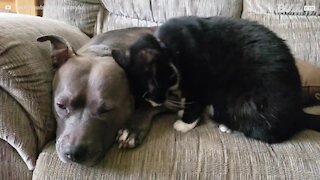 La tenera amicizia tra un gattino e un Pit Bull