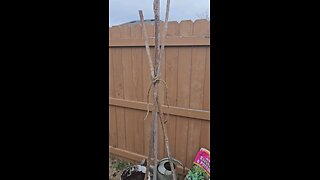 'Sugar Magnolia' Purple Snap Peas Planted With Potatoes 02/16/2024
