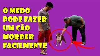 CONHECI DE PERTO A PITBULL QUE ESTRANHOU O DONO