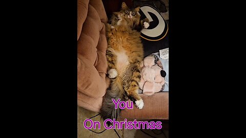 An After Christmas Story (Featuring Petunia The Norwegian Forest Cat)