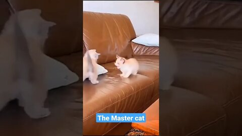fighting kittens, The Master Kitten #short #kucingimut #kucinglucu