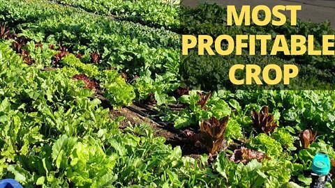 Most Profitable Crop: Salad Mixes & Baby Greens