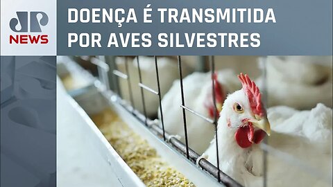 Brasil confirma dois casos de gripe aviária no Espírito Santo