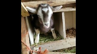 Buddy thought he was a chicken #babygoat #farmanimals #cute #funny