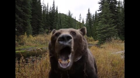 Grizzly caught is grumpy and goes on the attack!!!