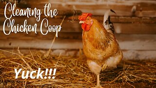Chicken Coop Cleaning and Brooder Building #Chickencoop #chickens