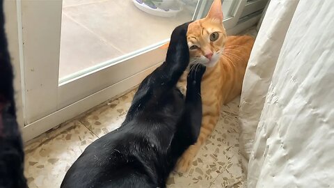 Epic Cat Battle Behind The Curtain: Mini Tiger Vs Mini Panther