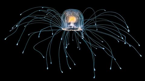 The Immortal Jellyfish