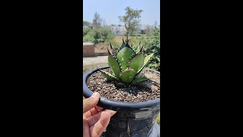 Agave Titanota Black Flame