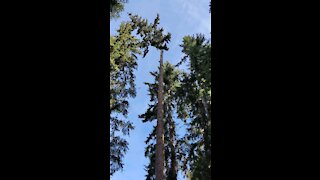 Cutting 160 feet tree down