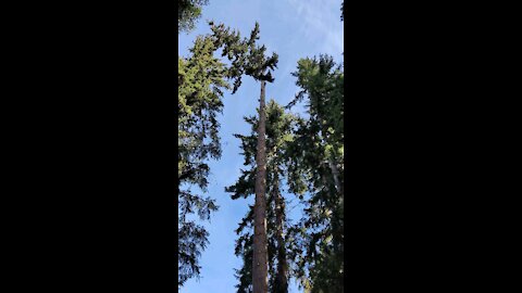Cutting 160 feet tree down
