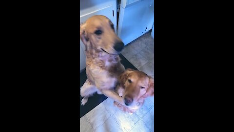 This Golden Retriever Knows Exactly Who His Best Friend Is