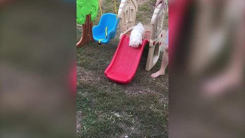 "A Small White Puppy Dog Plays On A Toy Slide"