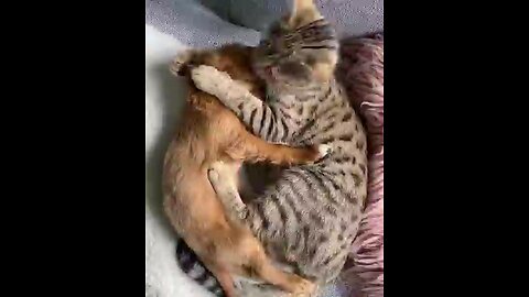 cat romantic video