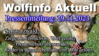 Pressemitteilung 29.11.23 Schwarzwald: Rinder und Ziegen durch Wöfe getötet!